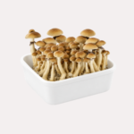 McSmart Golden Teacher Magic Mushroom 1200cc