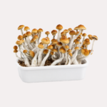 McSmart Mazatapec Magic Mushroom - Image 2